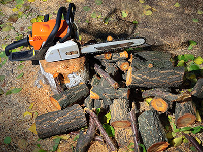 Tree Removal, Loxahatchee, FL
